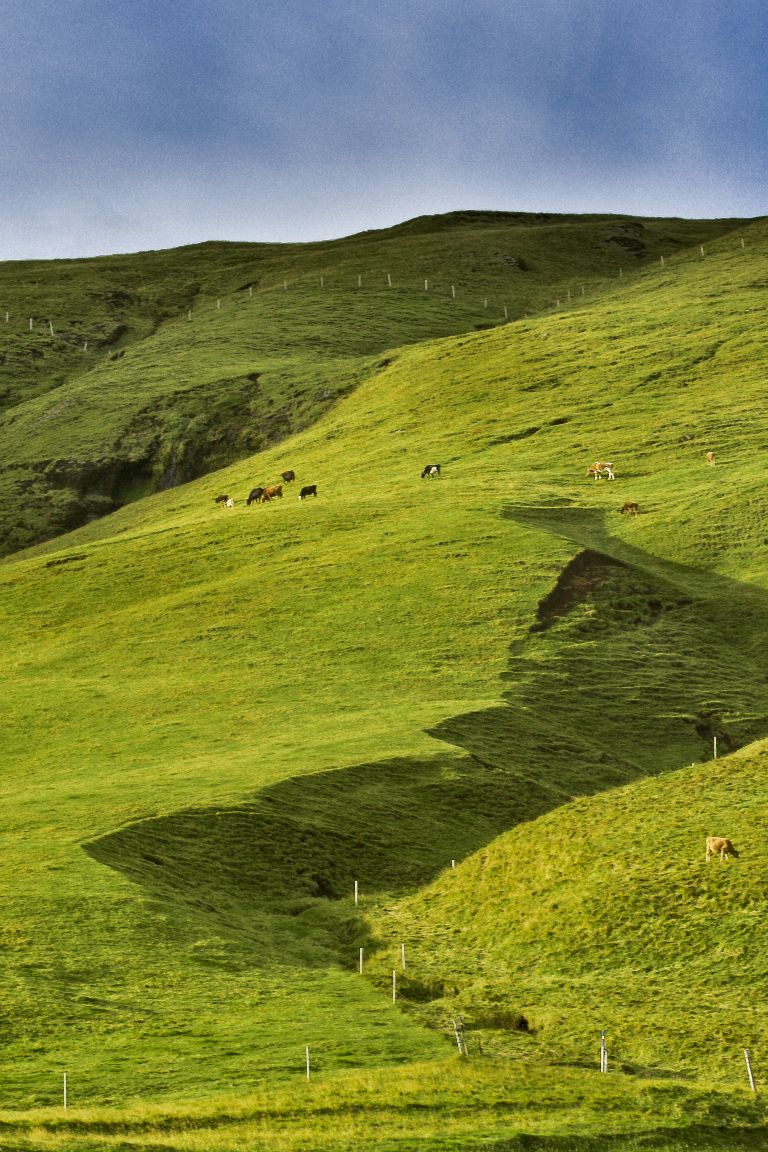 Cows Grazing