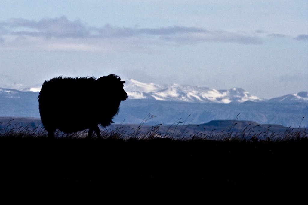 Sheep Sillouhet