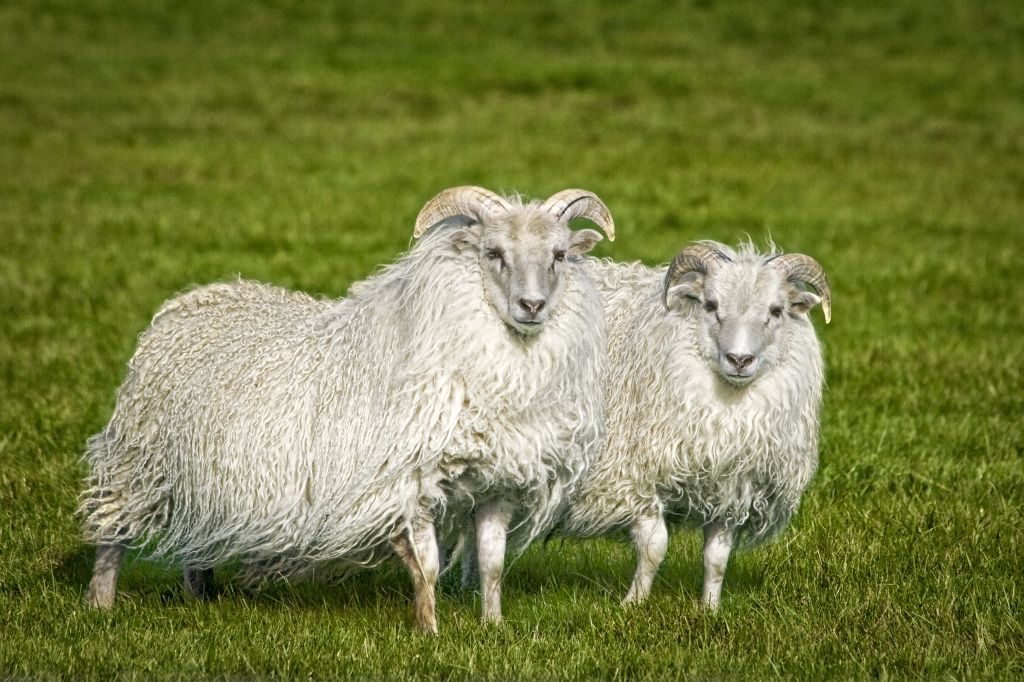 Sheep Twins