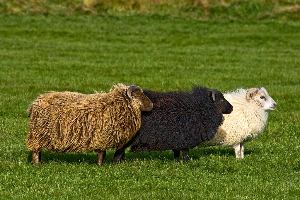 Three Sheep Flavours