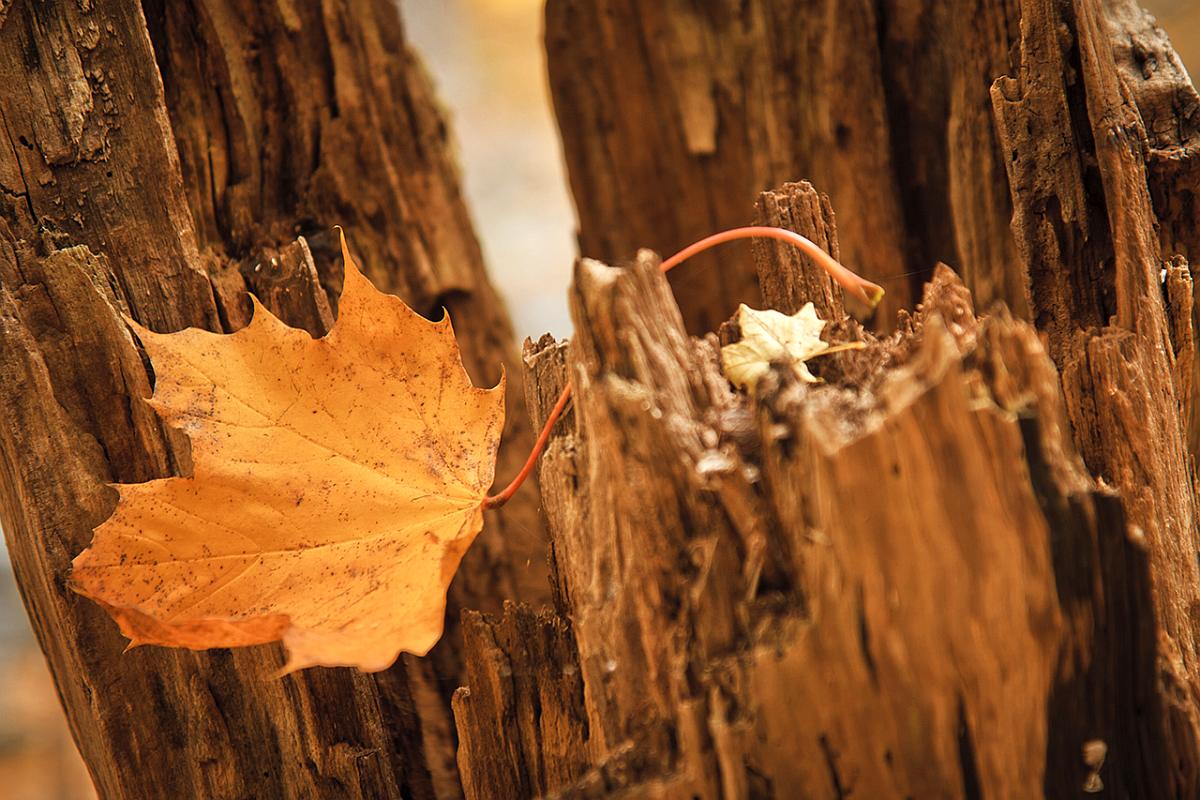 Canada Fall Maple Leaf