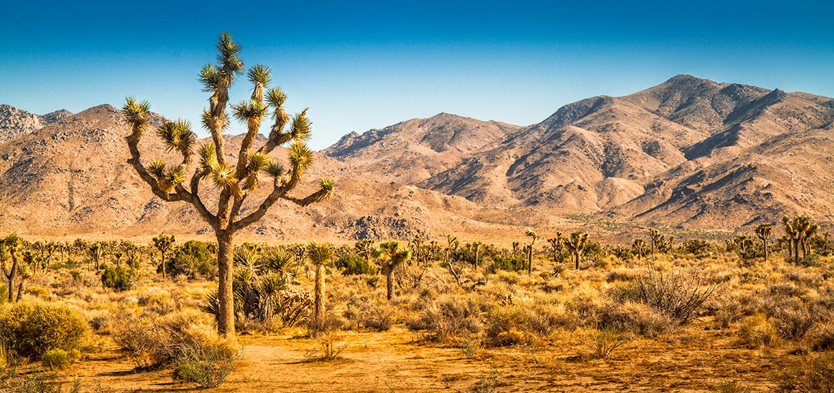 California - Joshua Tree - Panorama