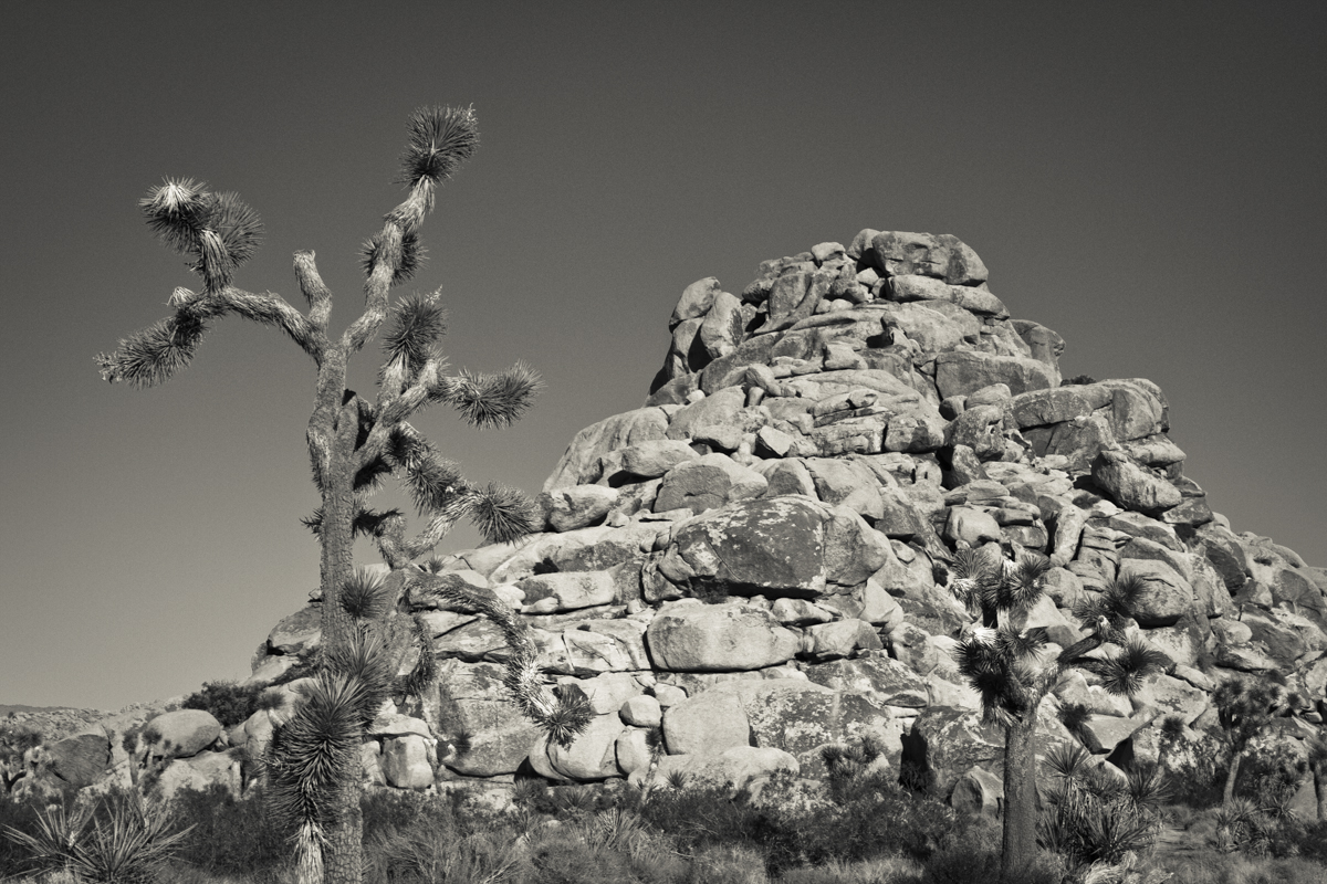 California - Joshua Tree - Rock Pile