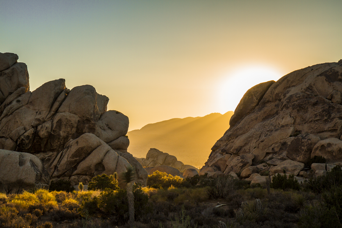 California - Joshua Tree - Sunset