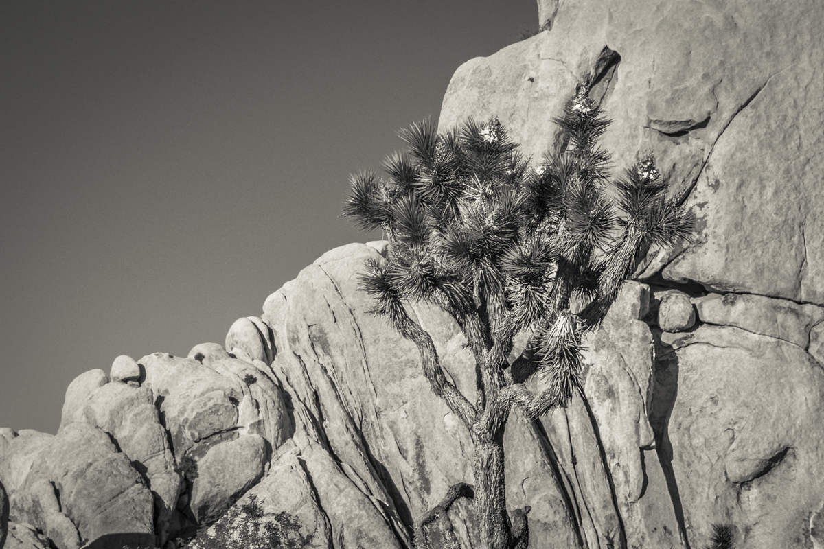 California - Joshua Tree