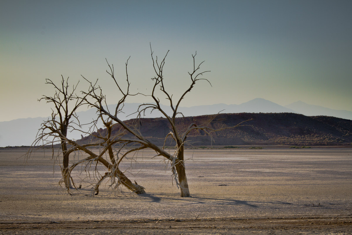 California - Salton Sea - Dead Trees