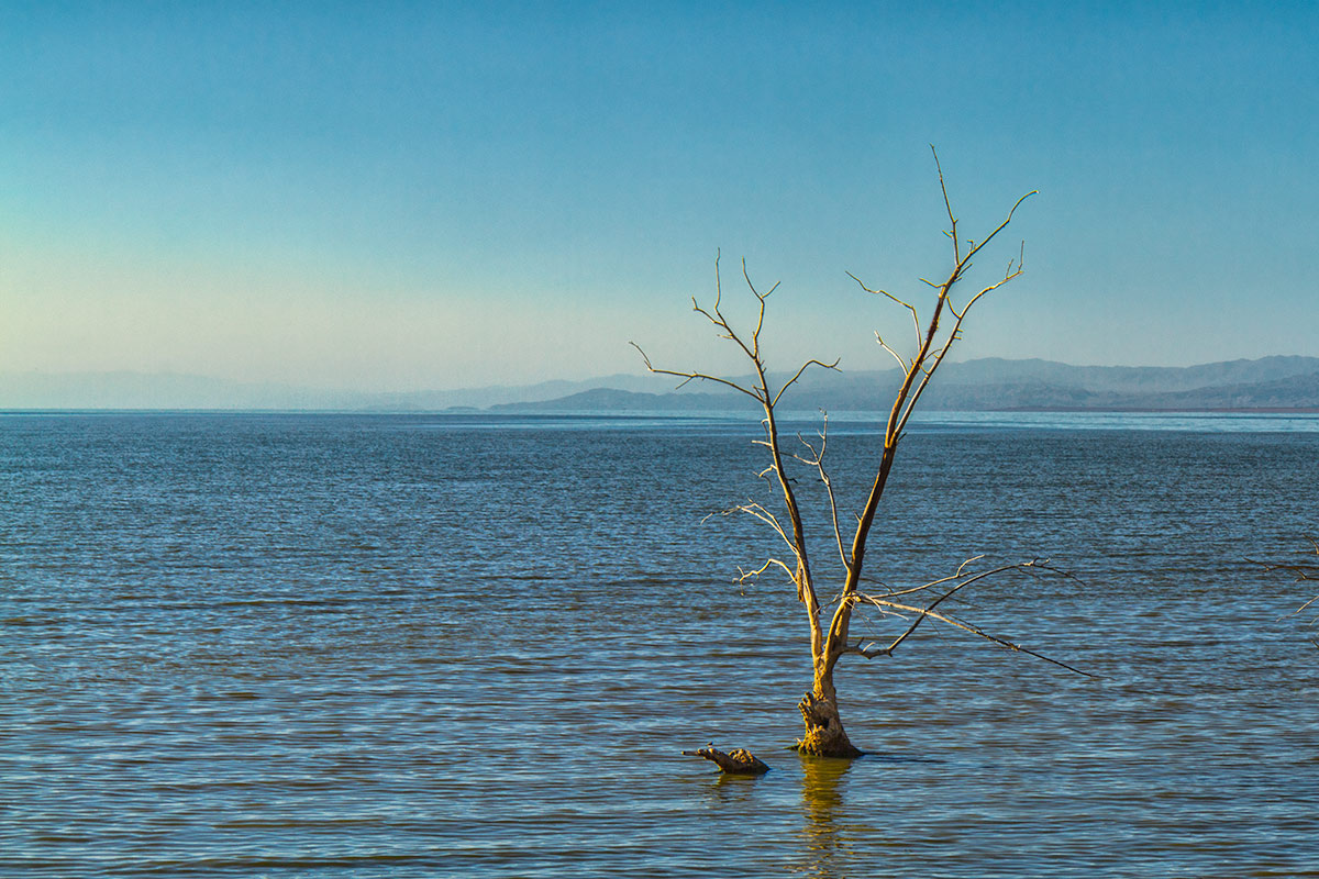 California - Salton Sea - Lake Tree
