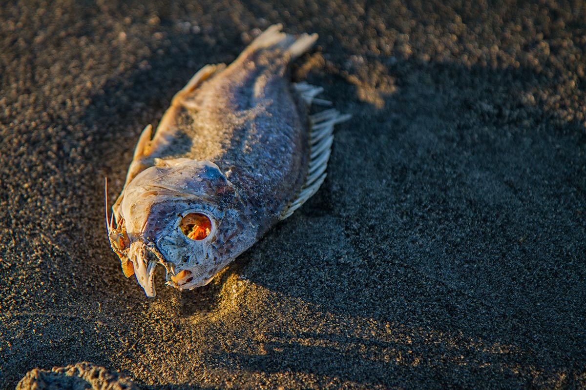 California - Salton Sea Dead Fish