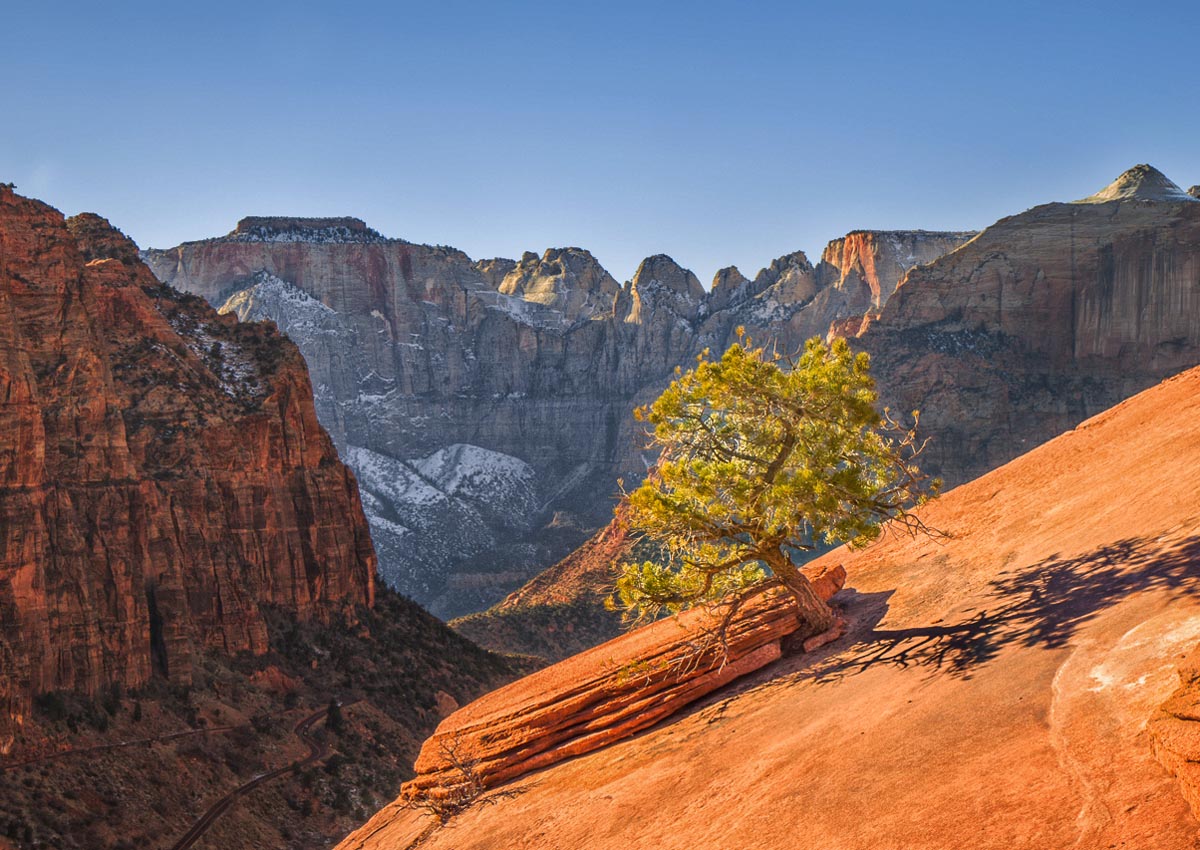 Utah - Zion - Shrub