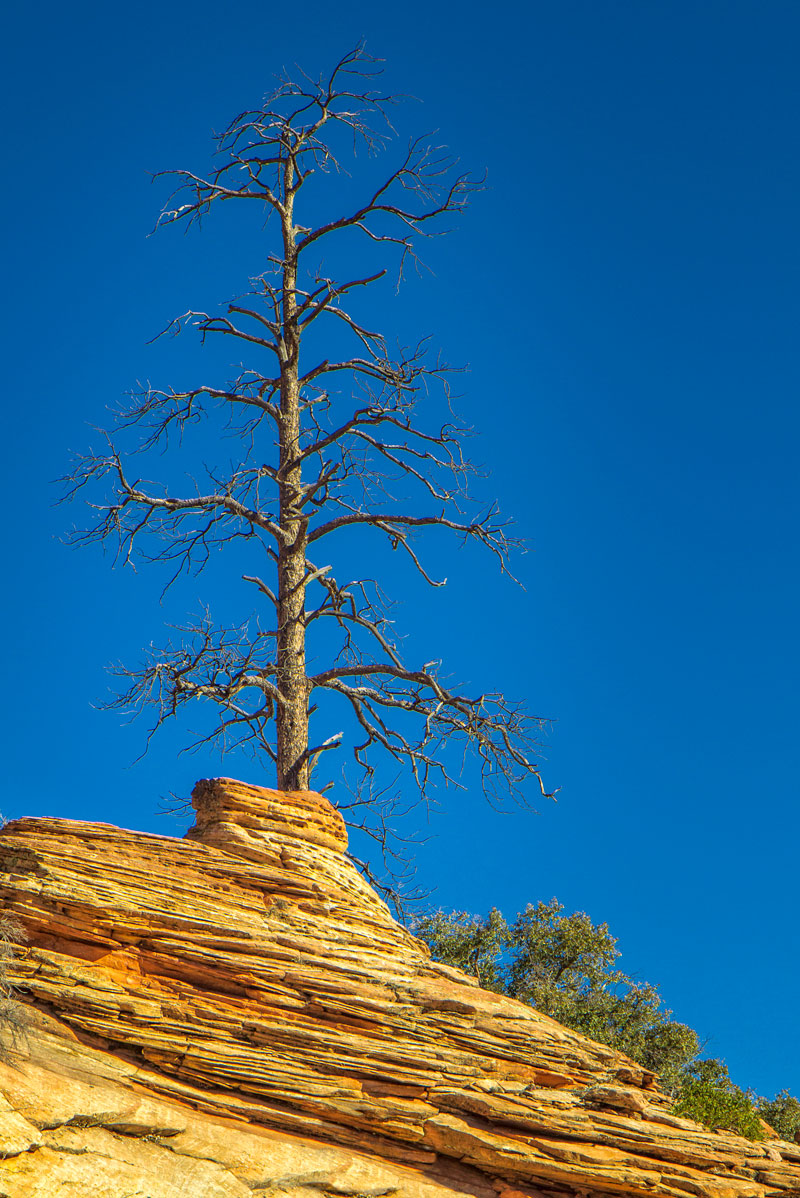 Utah - Zion - Tree