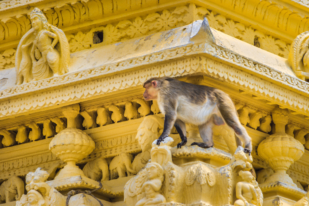 India - Chamundeshwari Temple Chamundi Hills Monkey